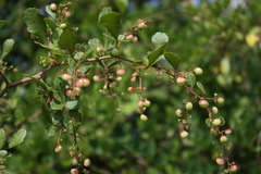 Rhus mysorensis